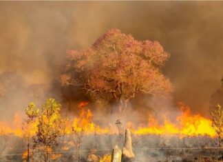 Pantanal em chamas: áreas de preservação e vida selvagem sob grave ameaça