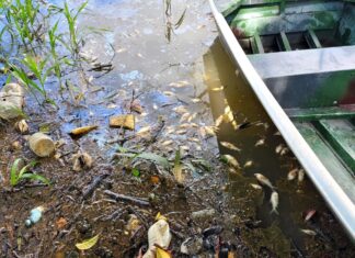 Polícia Civil do Amazonas intensifica combate a crimes ambientais e apresenta balanço positivo no primeiro semestre deste ano