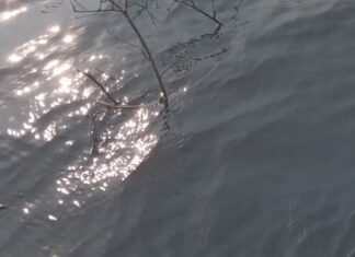 Homem com sinais de agressão é encontrado boiando em lago, parcialmente devorado por peixes