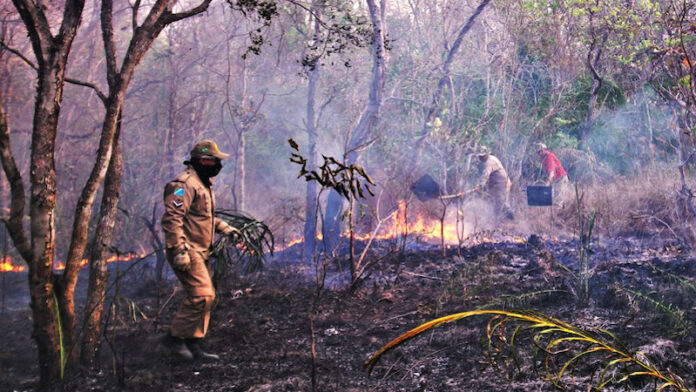 pantanal-incendio-foto-saul-scharam5-fotos-publicas