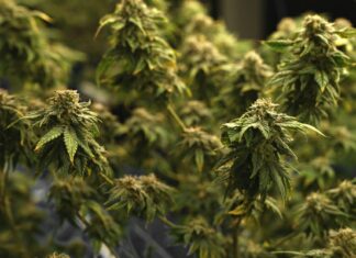CNJ planeja mutirão para avaliar prisões de maconha após decisão do STF