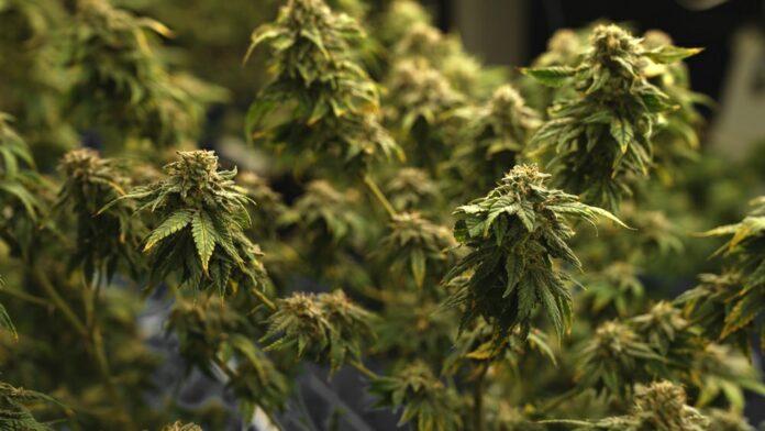 cannabis
