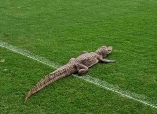 Visitante inesperado: Jacaré aparece no CT do Vasco e viraliza nas redes
