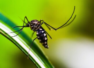 Saúde alerta para a importância da vigilância no combate à dengue, zika e chikungunya no AM