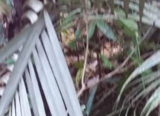 Corpo em decomposição é localizado no Ramal Água Branca, na AM-010; cena forte!