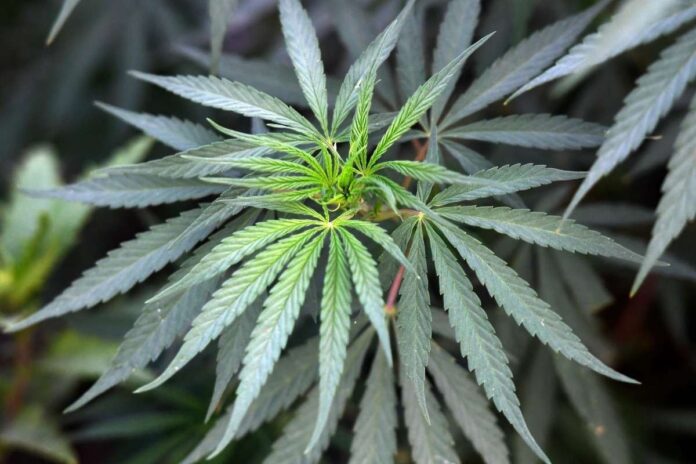 1_cannabis-25888121