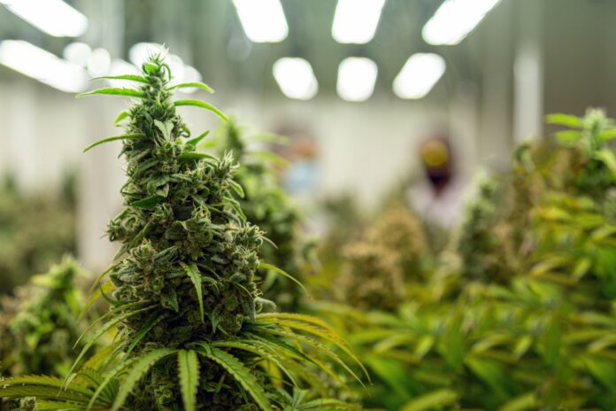 Cannabis_Plantio_18nov24_GettyYanukit-Raiva