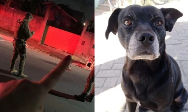 cão