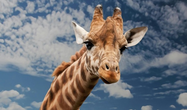 girafa