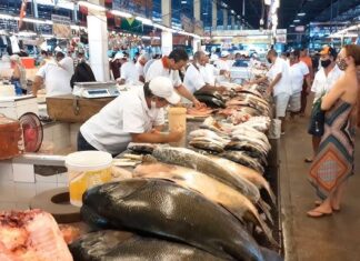 Amazonas inicia defeso de peixes com foco na preservação até 2025