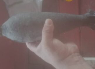 Polícia Militar do Amazonas desmantela artefato explosivo encontrado no bairro São Jorge