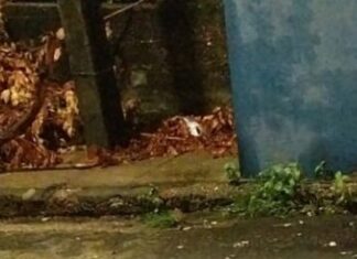 Homem é friamente morto com facadas nas costas no bairro Japiim; imagens fortes!