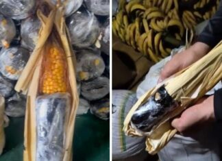Base Arpão 1: PMAM apreende 15 kg de oxi em formato de espiga de milho em embarcação oriunda de Tabatinga