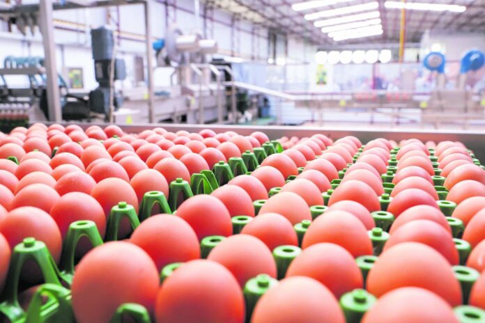 Ovo-cresce-consumo-interno-exportacoes