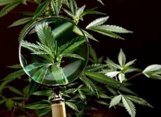 STF forma maioria e nega recursos contra descriminalização do porte de maconha