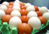 Quaresma faz preço do ovo disparar até 26% nas regiões produtoras
