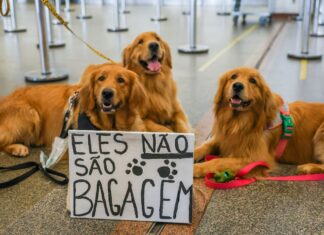 Comissão do Senado aguarda votação de parecer sobre a Lei Joca