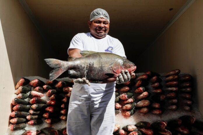 Peixe-no-Prato-Solidario_Governador-Wilson-Lima-entrega-mais-de-300-toneladas-de-pescado-para-instituicoes-2-Foto-Alex-Pazuello-Secom-1536x1024