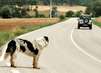 Projeto de Lei propõe cassação de CNH para quem abandonar animais nas ruas