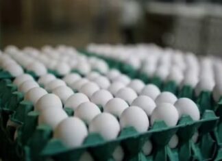 Com ovo 20% mais caro, brasileiros mudam hábitos na alimentação e estratégias nos negócios