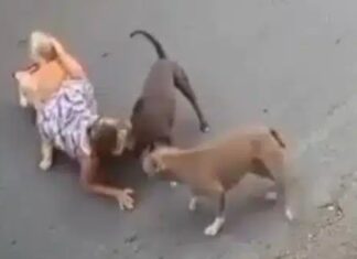 Grávida é derrubada por pit bulls ao tentar proteger seu cachorro