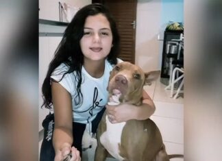 Pit bull ataca e mata a própria dona; bebê presenciou o ataque