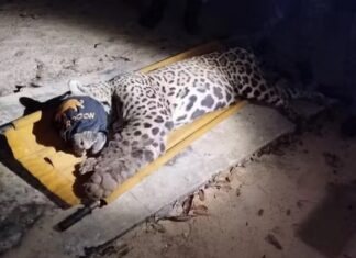 Após ataque fatal no Pantanal, onça-pintada é sedada e transferida para avaliação em Campo Grande