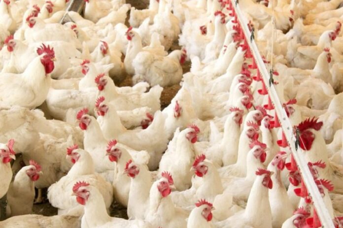 Produtores-de-frango-de-Cachoeira-alertam-sobre-suposto-surto-de-gripe-aviaria