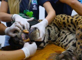 Onça capturada pode ter devorado caseiro; restos humanos foram encontrados nas fezes
