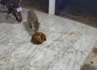 Vídeo mostra onça se aproximando de cachorro e atacando animal que dormia
