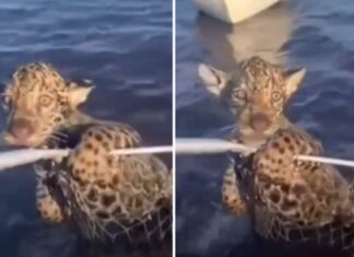 Pescador resgata filhote de onça perdido da mãe durante travessia em rio do Pantanal