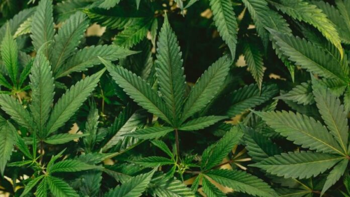 cannabis-plant-848x477