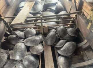 Sema e Forças de Segurança recuperam mais de 250 quelônios capturados ilegalmente em Canutama e Lábrea