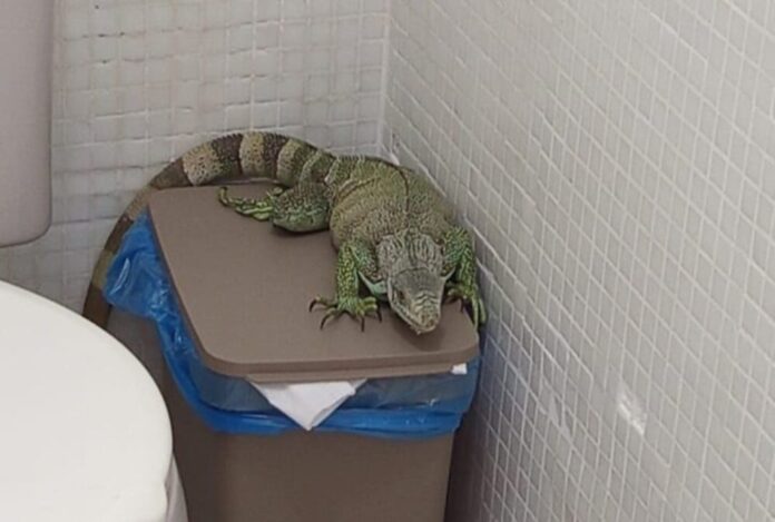 Ipaam_Iguana_Foto-3-Divulgacao-Ipaam-10-09-2025