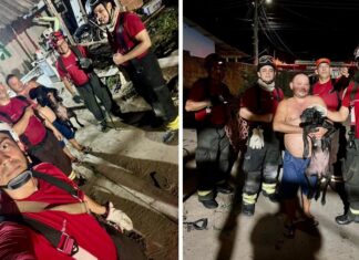 Em Parintins, cachorro ‘vira gato’, sobe no telhado e é resgatado pelo Corpo de Bombeiros