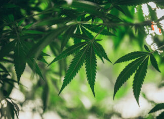 Cultivo de cânhamo oferece retorno muito maior que o da soja, mostra pesquisa