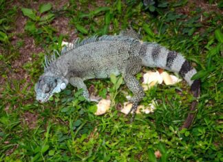 Ipaam resgata sete animais silvestres após acionamento da população em Manaus