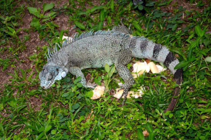 Ipaam_iguana_Foto-2-Jose-Narbaes-Ipaam-15-10-2025-1536x1017