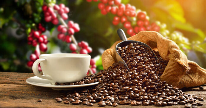 historia-do-cafe-no-brasil-da-adaptacao-a-consolidacao