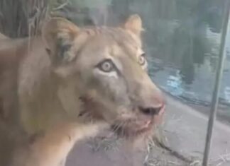 Veterinário garante que leoa que matou visitante em zoológico se encontra tranquila