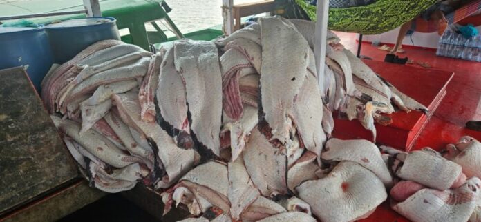 APREENSAO-PIAGACU-FOTO_IVULGACAO-5