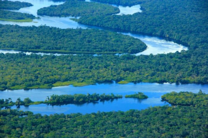 Ipaam_Queda-no-desmatamento_Foto-2-Jose-Narbaes-Arquivo-Ipaam-03-11-2025-1536x1023