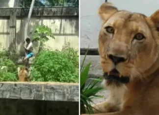 Trajetória de Gerson expõe abandono e sonhos de domar leões antes da morte trágica