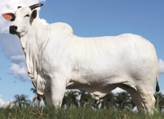 Vaca da raça nelore alcança R$ 54 milhões e se torna a matriz mais valorizada do mundo