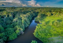 Brasil confirma aporte de R$ 33 milhões da Suíça no Fundo Amazônia antes da COP30