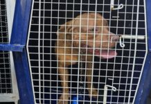 Menino de quatro anos é morto por filhote de pitbull em ataque violento