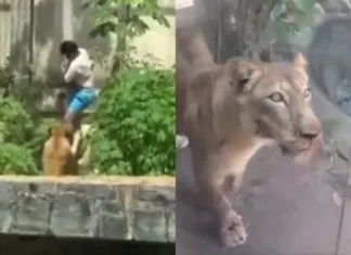 Homem morto por leoa tinha internação determinada 30 dias antes, aponta decisão judicial