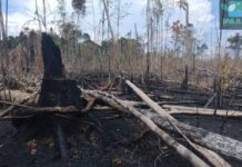 Operação Tamoiotatá 2025: Ipaam aplica R$ 144,7 milhões em multas por crimes ambientais no sul do Amazonas