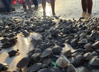 Sema Amazonas promove soltura de 380 mil quelônios no Médio Juruá