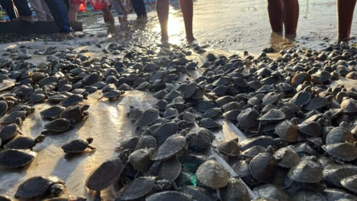 Sema-Amazonas-promove-soltura-de-380-mil-quelonios-no-Medio-Jurua-2-1024x576